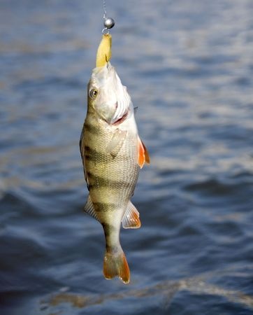 striped bass fishing in Virginia Beach