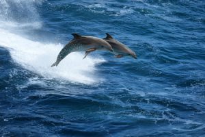 Common Dolphin Behaviors 