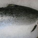 Large silver and black fish on ice